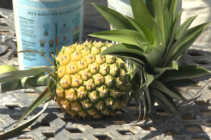 Grow your own pineapples for delicious, fresh fruit 